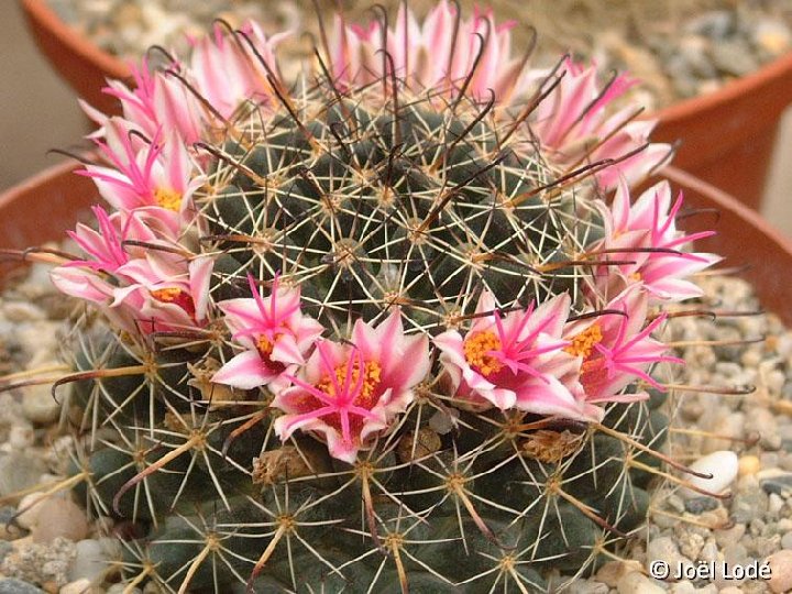 Mammillaria mainiae JLcoll.2812